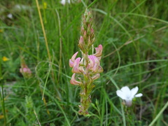 Onobrychis supina