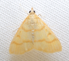 Helvibotys helvialis