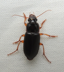 Harpalus pensylvanicus