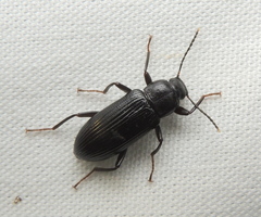 Strongylium terminatum