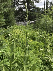 Veratrum viride eschscholtzianum