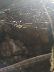 Leucauge regnyi
