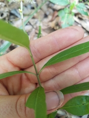 Asclepias perennis image