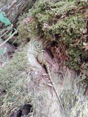 Abronia taeniata
