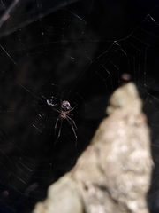 Leucauge regnyi