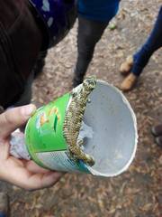 Abronia taeniata