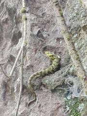 Abronia taeniata