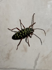 Placosternus difficilis