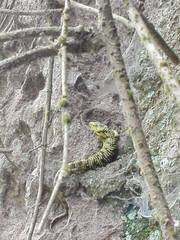 Abronia taeniata