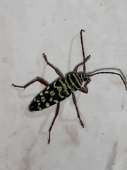 Placosternus difficilis