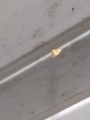 Glaphyria sesquistrialis