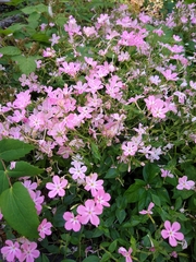 Phlox adsurgens