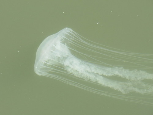 Bay Nettle photographed in Maryland