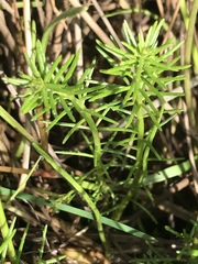 Myriophyllum simulans