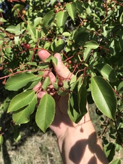 Prunus serotina virens