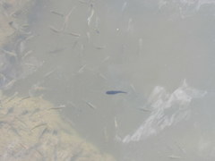 Fundulus heteroclitus