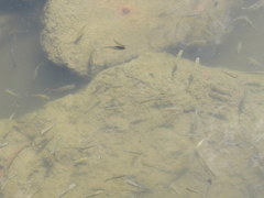 Fundulus heteroclitus