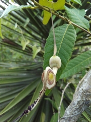 Aristolochia punctata