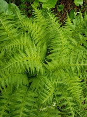 Oreopteris quelpartensis