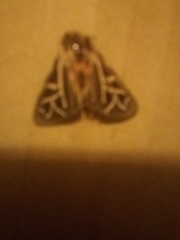 Apantesis williamsii