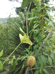 Aristolochia punctata