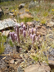 Castilleja schizotricha