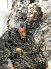 Calliphora ochracea