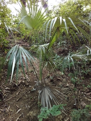 Coccothrinax