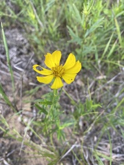Coreopsis palmata