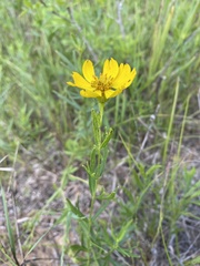 Coreopsis palmata
