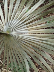 Coccothrinax