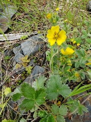 Potentilla × villosula