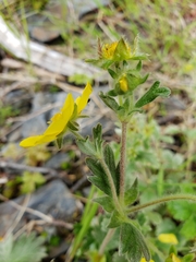 Potentilla × villosula