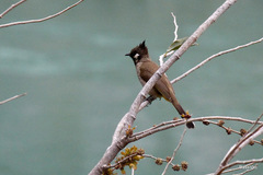 Pycnonotus leucogenys