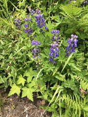 Lupinus nootkatensis