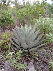 Agave hiemiflora
