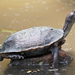 Indian Black Turtle - Photo (c) Sandeep Gangadharan, some rights reserved (CC BY)