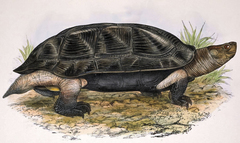 Indian Black Turtle photo 2