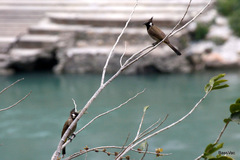 Pycnonotus leucogenys