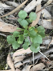 Viola cleistogamoides