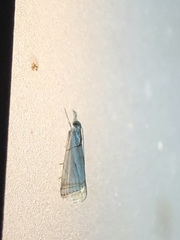 Parapediasia decorellus