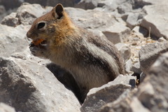 Callospermophilus lateralis certus