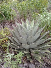 Agave hiemiflora