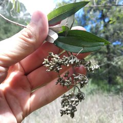 Buddleja parviflora