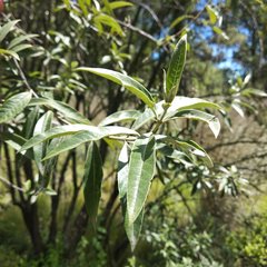Buddleja parviflora