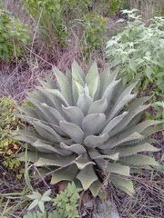 Agave hiemiflora
