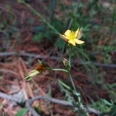 Hypericum silenoides