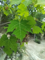 Cnidoscolus aconitifolius