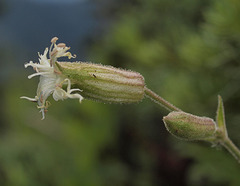 Silene oregana