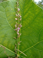 Desmodium angustifolium